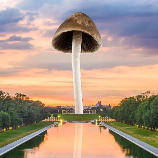 La despenalización de psicodélicos naturales se expande por EE UU