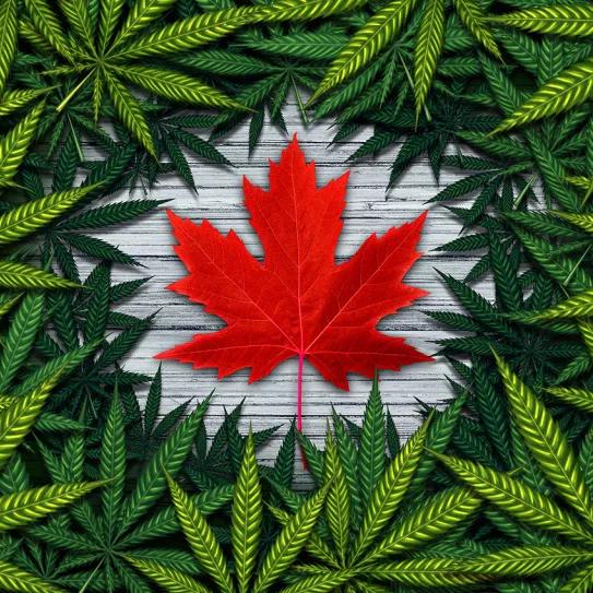 El mercado de cannabis recreativo en Canadá supera las ventas del mercado negro por primera vez