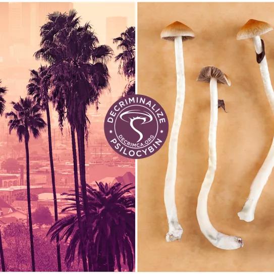 Legisladores de California proponen despenalizar el uso de LSD, DMT y otras drogas