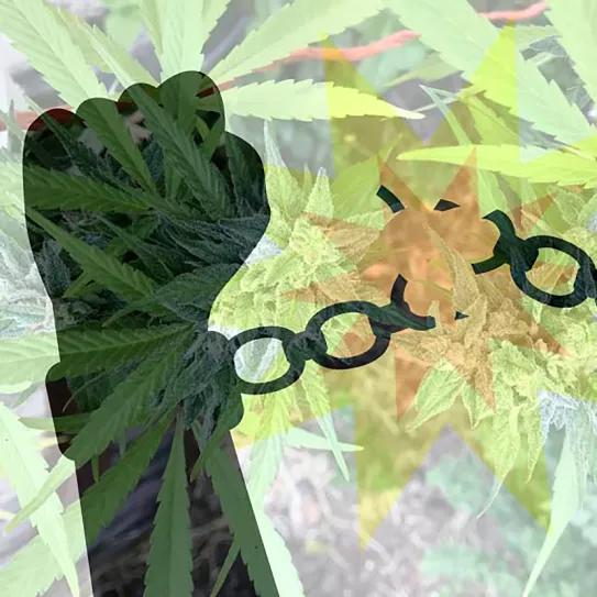 37 miembros del Congreso de EE UU piden a Biden que indulte a todos los condenados por cannabis