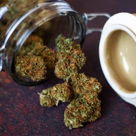 Flores CBD - INDOOR OR OUTDOOR - ¿Cuál es la mejor opción 