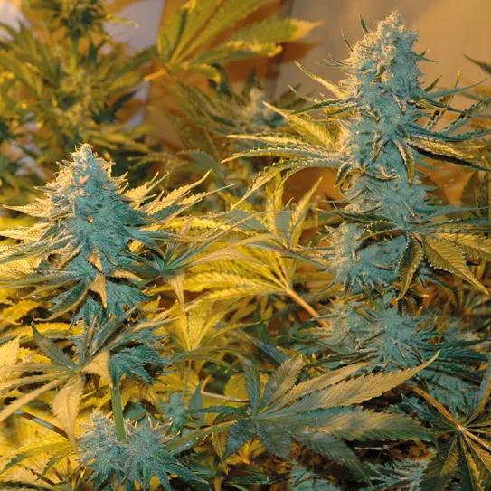 Grandes cogollos, enormes producciones, mucha seguridad y poco trabajo: un sistema perfecto.