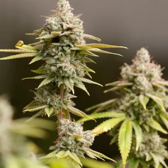 mas-madrid-presenta-una-pnl-para-pedir-la-regulacion-del-cannabis