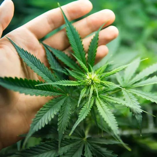 El Gobierno argentino presenta una ley para impulsar la producción de cannabis medicinal e industrial 