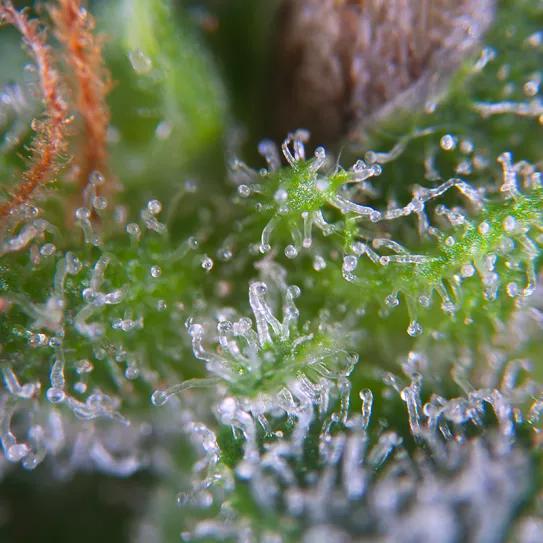 Paradise Seeds. los tricomas del cannabis bajo el microscopio