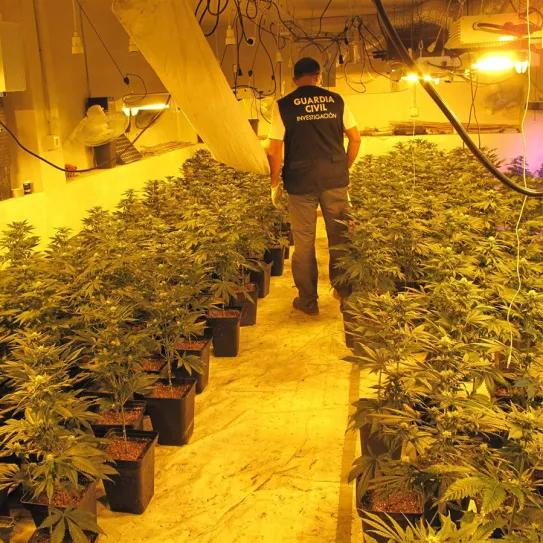 ‘Marihuana de Granada’, denominación de origen en los coffeeshops holandeses 