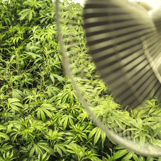 Cómo lograr una buena ventilación en tu armario de cultivo
