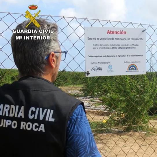 El propietario de una finca murciana de cáñamo industrial denuncia 50 robos en un año