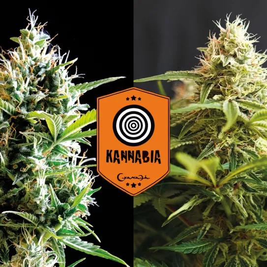 Kickass Auto y Colombian Jack