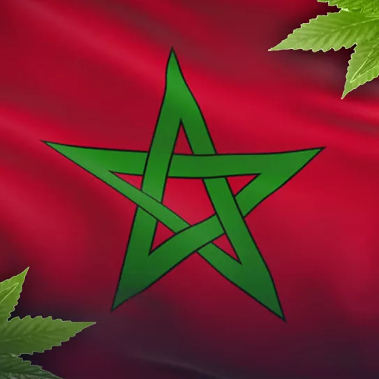 ¿Hay hierba marroquí?