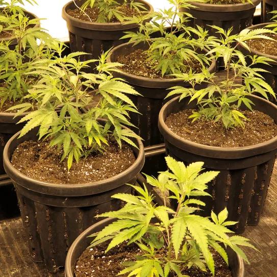 La fertilización foliar es muy adecuada para plantas en crecimiento.