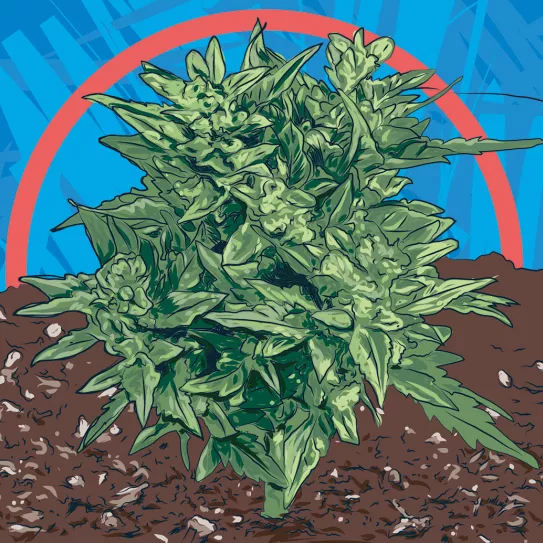 Semillas no feminizadas 