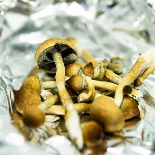 Northampton (Massachusetts) aprueba una despenalización de los psicodélicos