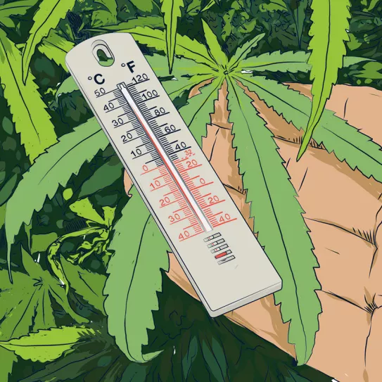 Temperatura de cultivo 