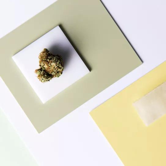 ¿Es la marihuana cada vez más potente? 