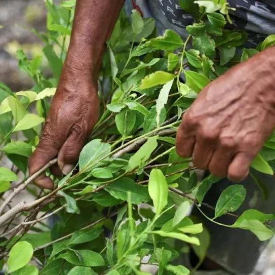 Una comisión del Senado de Colombia aprueba el proyecto de Ley para regular la coca y la cocaína