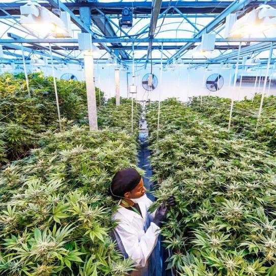 Curaleaf compra Emmac y se hace con una licencia para producir cannabis medicinal en España