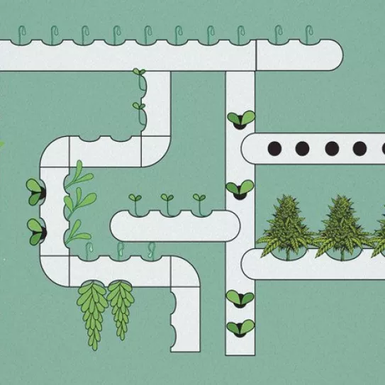 Sistemas hidropónicos 