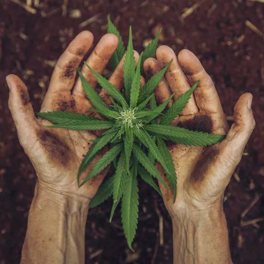 La regulación del cannabis en México se queda en el limbo 