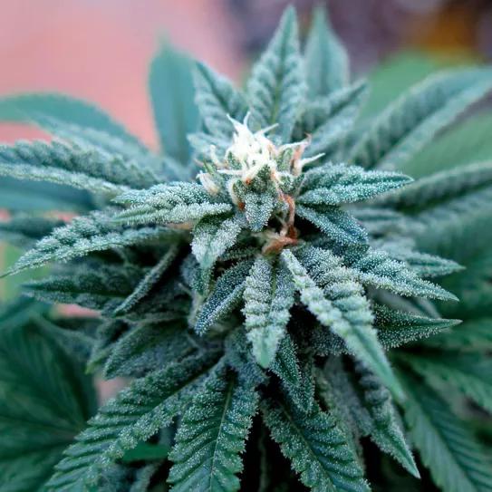 Cada pequeña glándula de resina es una fábrica de terpenos y cannabinoides. 