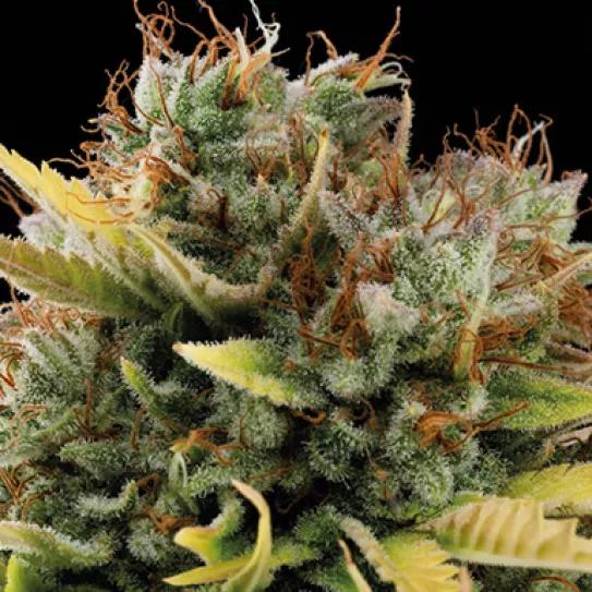 BUDDHA CRITICAL: el reencuentro con el clásico más esperado