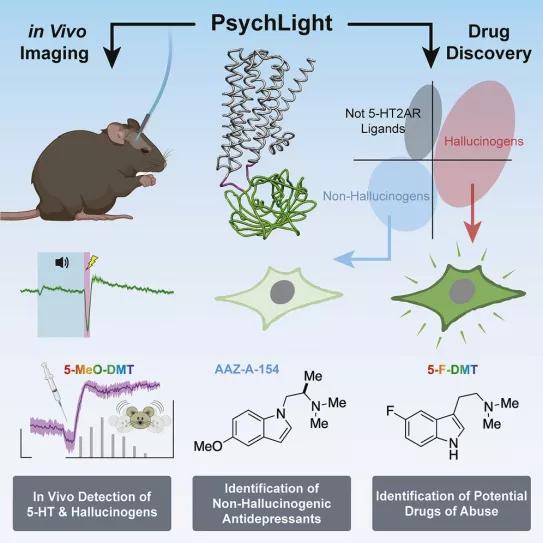 Científicos desarrollan un sensor para saber si una molécula es alucinógena