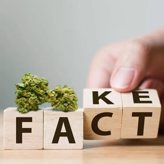 Un estudio rebate el mito de que los consumidores de cannabis son más sedentarios