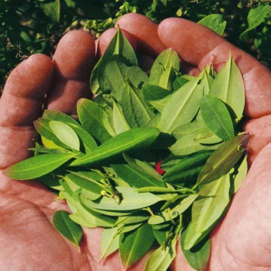 Bolivia le dice a la ONU que no se meta con sus cultivos de hoja de coca