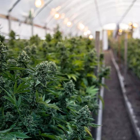 Una empresa española construirá una nueva planta de cannabis medicinal en Portugal