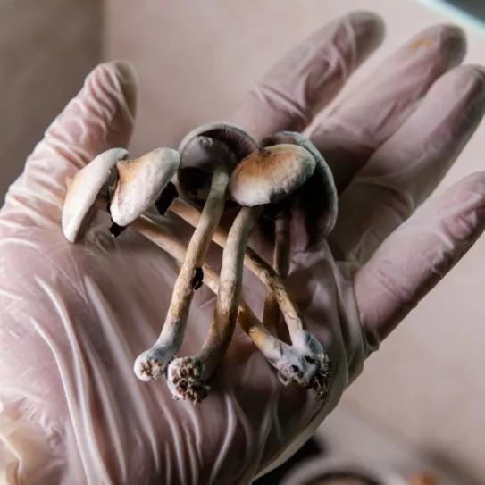 Nueve fiscales generales de EE UU demandan a la DEA por no dar psilocibina a los pacientes