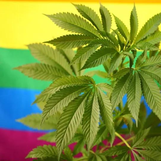 Las primeras victorias del cannabis en EE UU se deben a activistas LGTBIQ