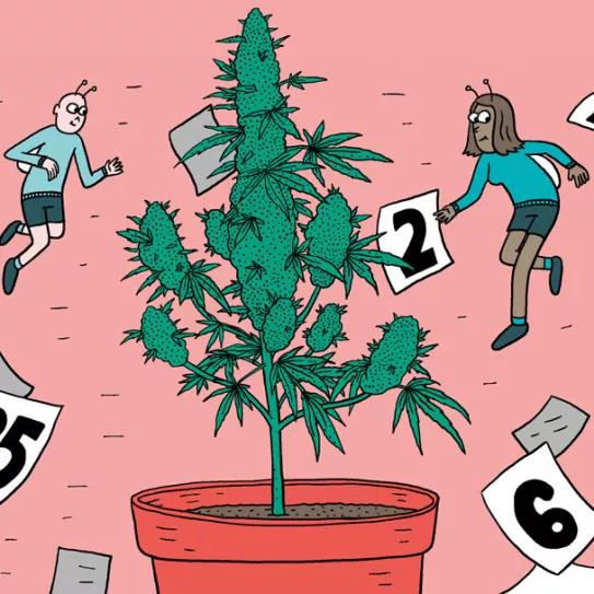 Cómo cosechar dentro de sesenta días o menos: doce pasos para controlar la floración 