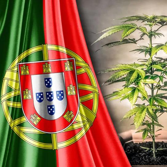 El Parlamento de Portugal discute la regulación integral del cannabis