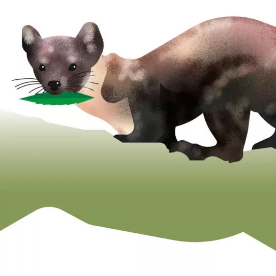 Una nueva enmienda cobra fuerza en California 