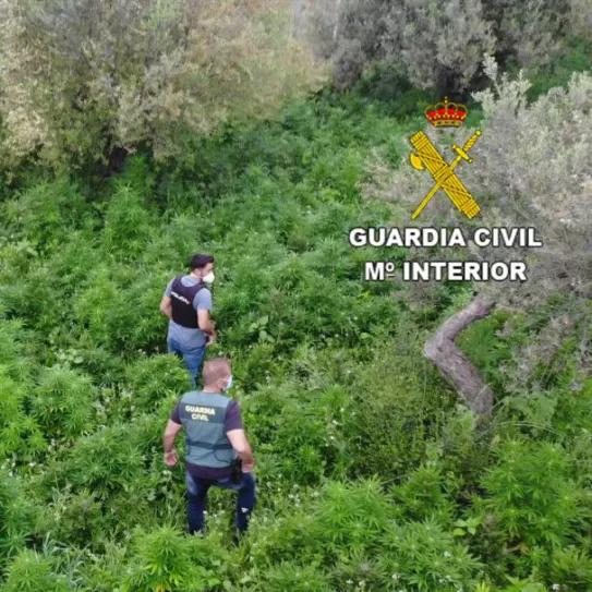 15.000 plantas de marihuana incautadas y 25 personas detenidas en una operación policial