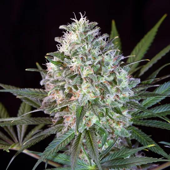 Características de los híbridos: la opinión de Paradise 