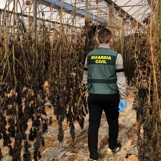 Tres años de cárcel y multa de 1,9 millones de euros para un agricultor de cáñamo industrial 