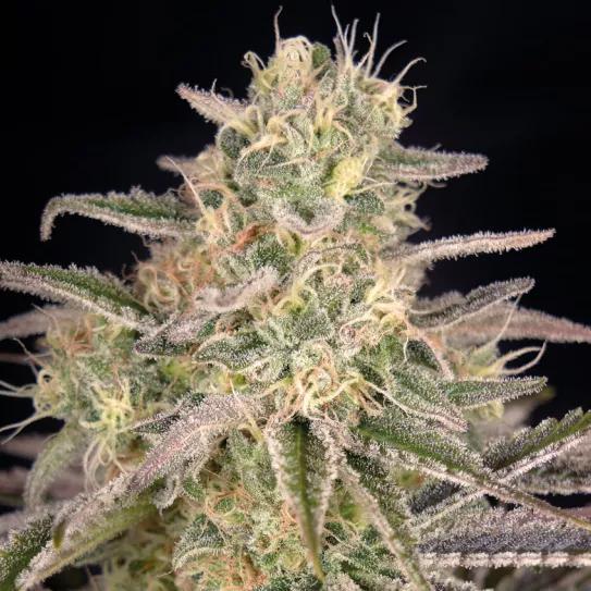 Cloud Walker Green House Seed Company