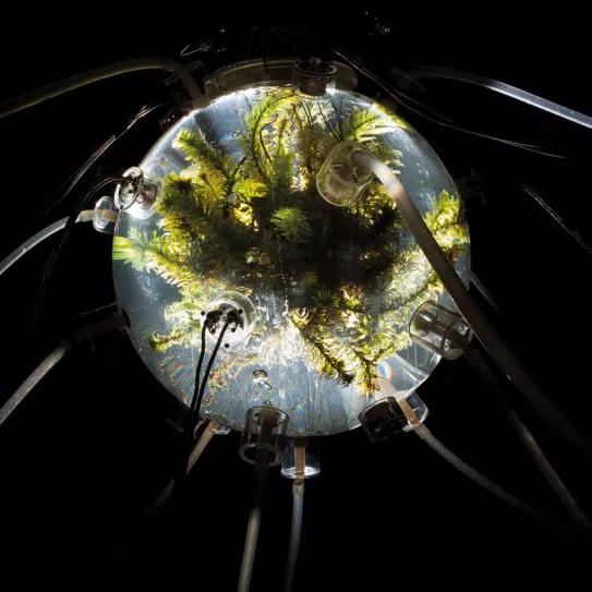 Cuando el mundo es un holobionte. Bioarte o el futuro de las relaciones entre especies 