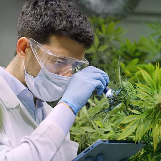 La Agencia del Medicamento entrega una nueva licencia para cultivar cannabis con fines de investigación