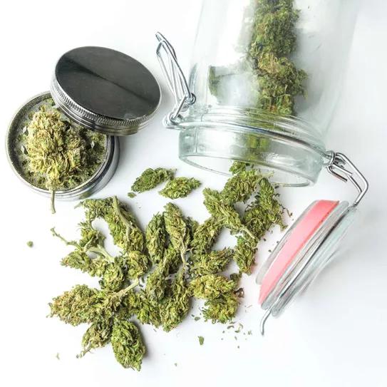 Un estudio examina las prácticas de reducción de daños en los clubs de cannabis catalanes