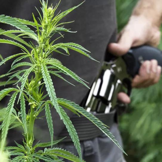 Un informe de los Mossos alerta del aumento de la violencia por el cannabis ilegal