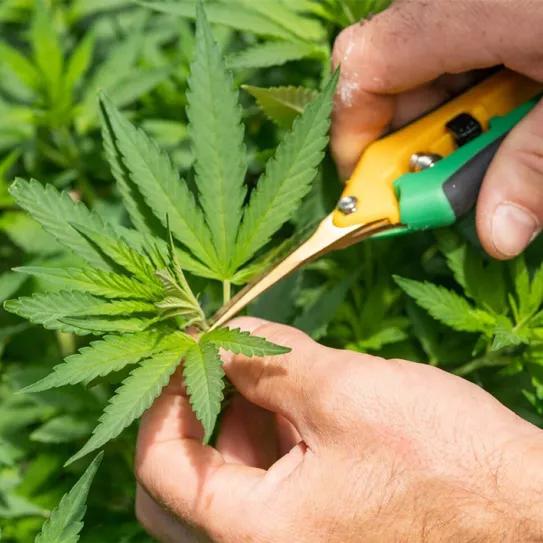 Países Bajos retrasa el programa piloto de producción nacional de cannabis