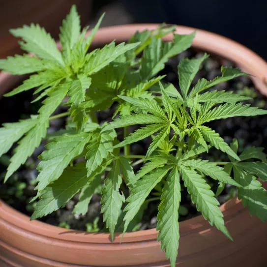 17.000 personas se han registrado en Argentina para poder cultivar o usar cannabis medicinal