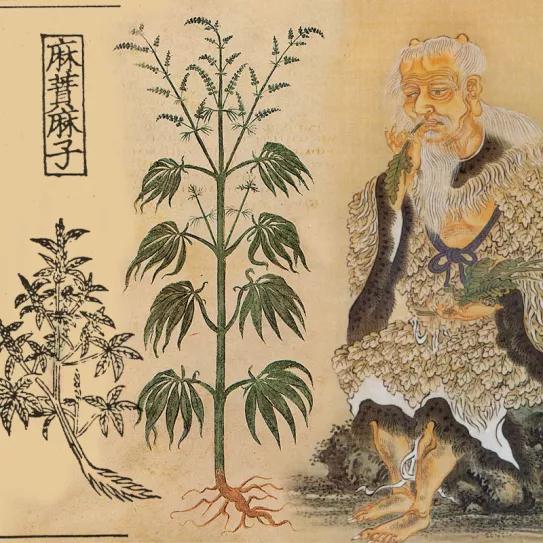 El cannabis fue una de las primeras plantas domesticadas por el hombre, según un estudio