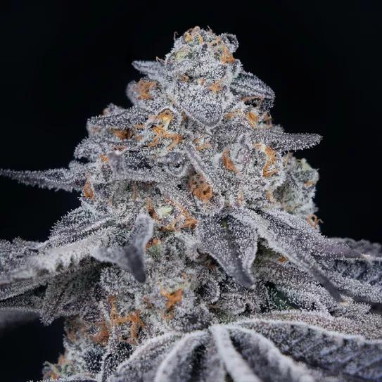 Velvet Moon Green House Seed Company