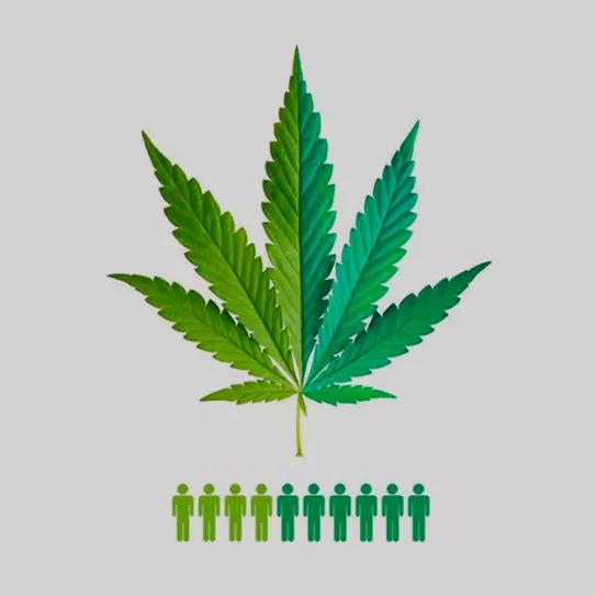 El 65% de los argentinos está a favor de regular el cannabis para adultos según una encuesta