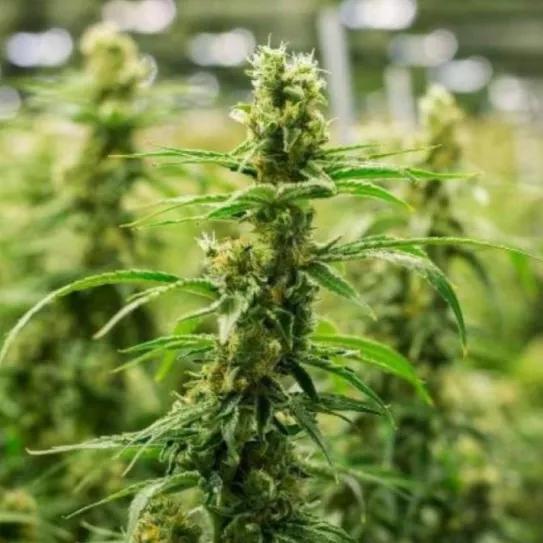 La compañía británica Grow Group compra la empresa cannábica española Sanoid Isolates