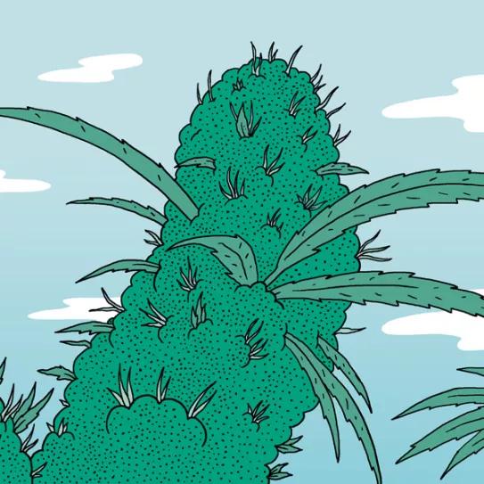 Diez consejos para una buena floración