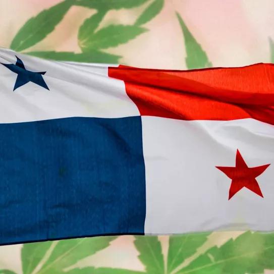 Asamblea Nacional de Panamá aprueba el proyecto de regulación del cannabis medicinal